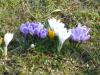 Krokus3r Krokus3r