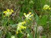 Schlüsselblumen001 Schlüsselblumen001