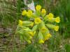 Schlüsselblumen004 Schlüsselblumen004