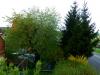 Kirschbaum im Regen HDR bearbeitet Kirschbaum im Regen HDR bearbeitet