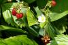 Gartenerdbeeren Gartenerdbeeren