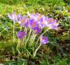 Krokus Anfang Februar 16 Krokus Anfang Februar 16