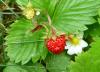 wilde Erdbeeren2