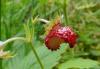 wilde Erdbeere angefressen wilde Erdbeere angefressen