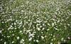 Blumen Blumen