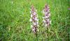 Blumen 2 Blumen 2