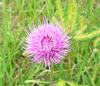 Blumen 3 Blumen 3