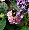 Blumen 4 Blumen 4