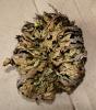 Rose von Jericho Rose von Jericho