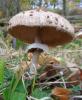 Parasol 4 Parasol 4