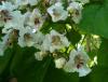 Trompetenbaum - Blüten