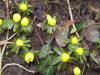 FRÜHLINGSBLÜHER > Winterlinge FRÜHLINGSBLÜHER > Winterlinge