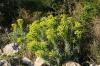 Insel Losinj > Wolfsmilch Insel Losinj > Wolfsmilch