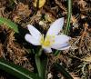 Velebit Star Velebit Star