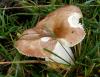 a Pilze 040 057 680 a Pilze 040 057 680