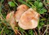 a Pilze 041 680 a Pilze 041 680