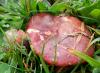 a Pilze 059 680 a Pilze 059 680