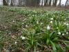 Frühlingsknotenblumen Frühlingsknotenblumen