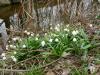 Frühlingsknotenblumen 5 Frühlingsknotenblumen 5