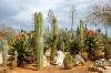 BOTANICACTUS > Botanischer Garten Mallorca 5