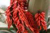 BOTANICACTUS > Aloe-Blüte BOTANICACTUS > Aloe-Blüte
