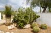 BOTANICACTUS > YUCCA queretaroensis BOTANICACTUS > YUCCA queretaroensis