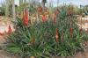 BOTANICACTUS > ALOE arborescens