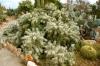 BOTANICACTUS > OPUNTIA tunicata BOTANICACTUS > OPUNTIA tunicata