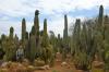 BOTANICACTUS > SAGUARO-Kaktus BOTANICACTUS > SAGUARO-Kaktus