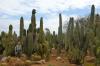 BOTANICACTUS > SAGUARO-Kaktus