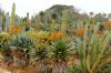 BOTANICACTUS > ALOE MARLOTHII + CEREUS