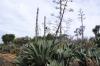 BOTANICACTUS > AGAVE BOTANICACTUS > AGAVE