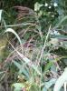 Gras1i