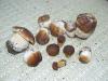Pilze 4 Pilze 4