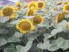 Sonnenblumen 6