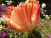 im Garten im Garten