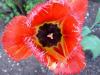 im Garten im Garten