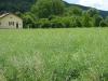 Mohn im Rapsfeld Mohn im Rapsfeld