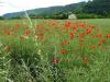 Mohn im Rapsfeld