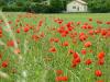 Mohn im Rapsfeld