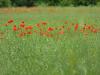 Mohn im Rapsfeld Mohn im Rapsfeld