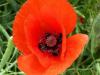 Mohn im Rapsfeld