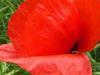 Mohn im Rapsfeld Mohn im Rapsfeld
