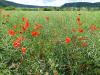 Mohn im Rapsfeld Mohn im Rapsfeld