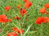 Mohn im Rapsfeld