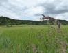 Mohn im Rapsfeld Mohn im Rapsfeld