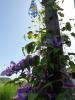 im Garten im Garten