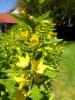 im Garten im Garten