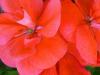 im Garten im Garten