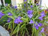 Im Garten Im Garten